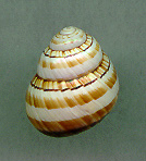 brochcuestD.jpg (12660 bytes)