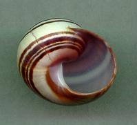 fuscofasciata aperture
