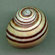 fuscofasciata