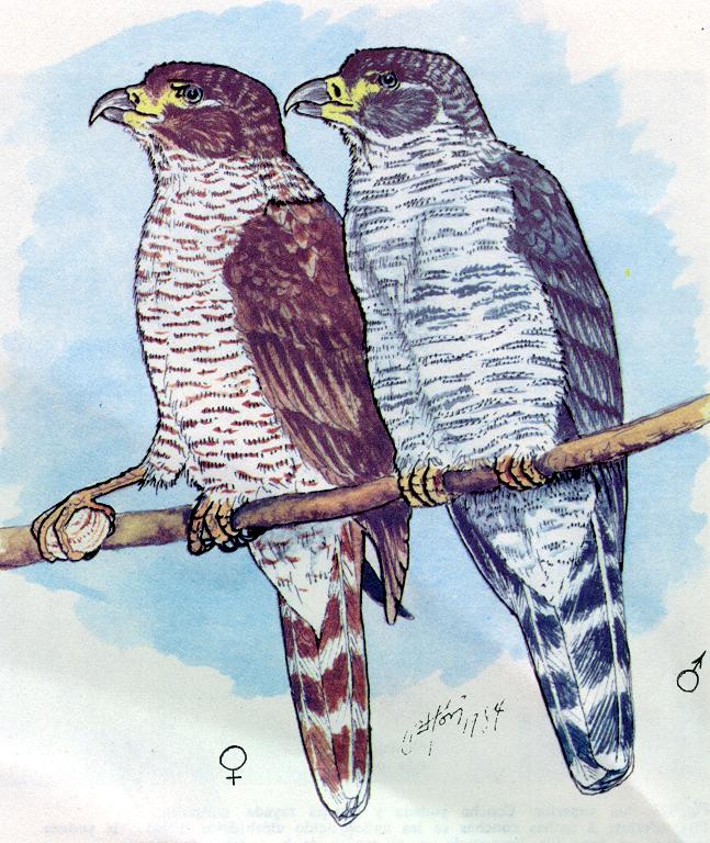 Hook-Billed Kite