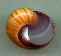 iodimidiata aperture