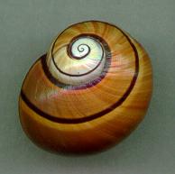 iodimidiata