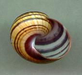iofasciata aperture