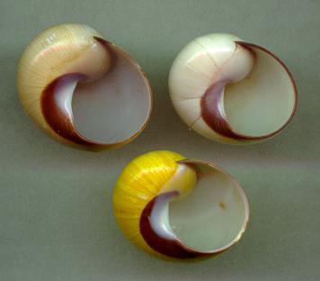 iolimbata aperture