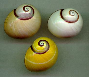 iolimbata