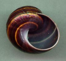 iosturata aperture