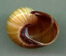pseudomuscata aperture