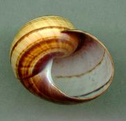 picta multifasciatus Ap