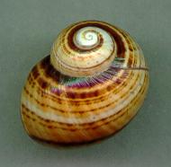 picta multifasciatus