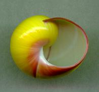 pseudoroseolimbata aperture