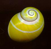 roseo albolimbata