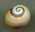 roseolimbata minor