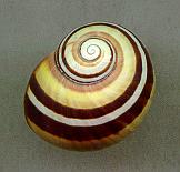 roseolimbata virgata