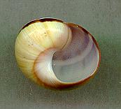 roseolimbata virgata