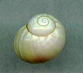 sulphurosa flammulata  albida