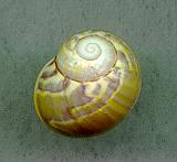 sulphurosa flammulata iridans