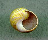 sulphurosa flammulata iridans