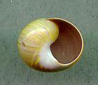 sulphurosa flammulata viridis