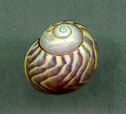 sulphurosa flamm violacea