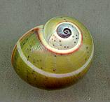vnusta olivacea