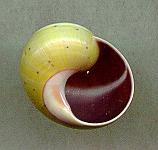venusta olivacea