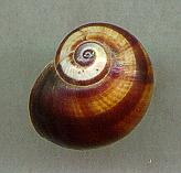 venusta testudinea