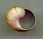 venusta testudinea