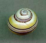 versiellaD.JPG (50612 bytes)